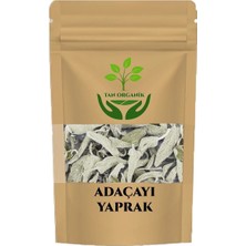 Adaçayı (Salvia Officinalis) 1000GR