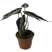 Betonish Alocasia Bambino (Fil Kulağı)