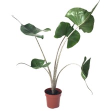 Betonish Alocasia Macrorrhiza 'Stingray' (Fil Kulağı)