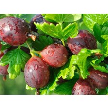 Tunç Botanik KIRMIZI BEKTAŞİ ÜZÜMÜ FİDANI 2 ADET