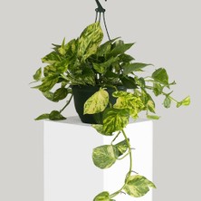 Tunç Botanik SALON SARMAŞIĞI POTHOS - HEDİYELİK EV OFİS BİTKİSİ