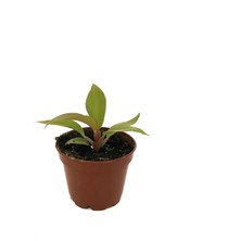 Betonish Philodendron 'Prince of Orange'