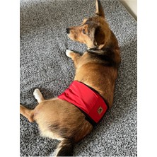 Kırmızı Yıkanabilir Erkek Köpek Bel Bandı, Konforlu ve Şık Üst Giyim