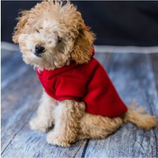 Kırmızı Rüzgar Geçirmez Köpek ve Kedi Ceketi, Şık ve Koruyucu Üst Giyim