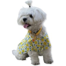 Sarı Lemon Desenli Köpek Elbisesi, Şık ve Rahat Üst Giyim Seçeneği