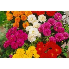 5 Adet Mixed Karışık Dahlia Yıldız Çiçeği Soğanı Yumrusu.yumru Boyu 8 Cm.5 Farklı Renk..