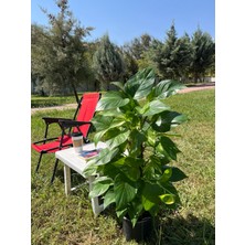 AGAPI Yosun Gövdeli Patos Salon Sarmaşığı-Golden Pothos- Dolgun Formlu- XL+Euphorbia HEDİYELİ