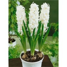 5 Adet Beyaz Renk Sümbül Soğanı