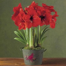 Yerli Amaryllis Çiçeği Soğanı.hatun Çiçeği Soğanı .. Yeni Mahsul..