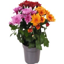 Rengarenk Mini Kasımpatı (Chrysanthemum Morifolium) 3 Adet 10-15CM