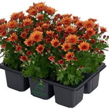 Turuncu Çiçekli Mini Kasımpatı 10–15 cm – Bahçe ve Balkon Için Ideal Chrysanthemum