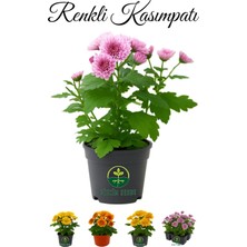 Karışık Renkli Mini Kasımpatı 10–15 cm Saksıda 3 Adet Canlı Pembe Turuncu Sarı Mor