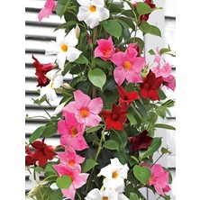Renkli Mandevilla Sarmaşık Bitkisi 30–60 cm Üç Renk Çiçekli (Pembe, Kırmızı, Beyaz)
