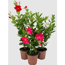 Mandevilla Karışık 30–60 cm – Pembe, Kırmızı, Beyaz Çiçekli Dış Mekan Sarmaşık