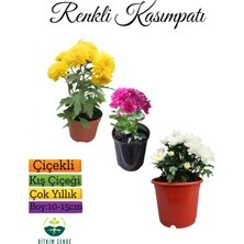 Karışık Renkli Chrysanthemum 3 Adet Mini Kasımpatı, Renkli ve Zarif Saksı Bitkisi