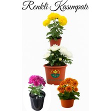 Karışık Mini Kasımpatı 10–15 cm Çok Çiçekli, Canlı Renklerde Dekoratif Bitki
