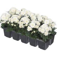 Beyaz Mini Kasımpatı 10 Adet 10–15CM Şık Çiçekli Dış Mekan Bitkisi Chrysanthemum