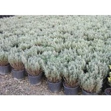 Lavantin Saksılı 10-20 cm
