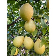 Limon 2 kg