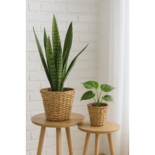 Çavdar Group 2 Adet El Yapımı Hasır Mini Saksılık Modern Desenli Bej Renk Saksı