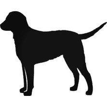 Great Swiss Mountain Dog Sticker Araba Oto Arma Duvar Çıkartma 20 cm