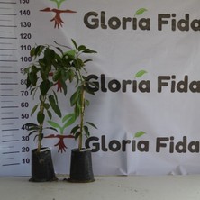 Birbirini Tozlayan 2 Yaş Aşılı Fuerte ve Hass Avakado (2'li Paket)