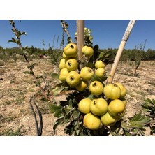 Tüplü Aşılı, Iri Meyveli Sarı Belen Alıç Fidanı 40-60 cm