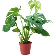 Deve Tabanı Monstera Fidanı 30-60 cm