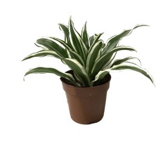 Betonish Dracaena Fragrans 'White Jewel' (Dragon Ağacı)