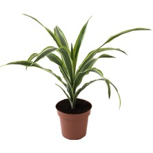 Betonish Dracaena Fragrans 'Lemon Lime'