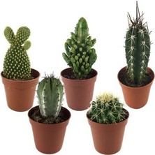 Betonish 5 Adet Karışık Kaktüs Çeşiti