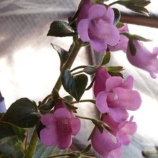 Koleksiyonluk x Gloximannia Arion Kohleria Çiçeği Fidesi  Kohleria Japon Küpelisi Çiçeği Fidesi (Mini Potta)