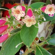 Koleksiyonluk Yf's Lysia Kohleria Japon Küpelisi Çiçeği Fidesi (Mini Potta)