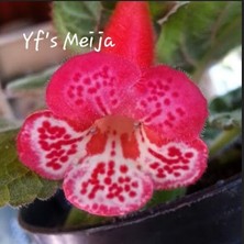 Koleksiyonluk Yf's Meija  Kohleria Japon Küpelisi Çiçeği Fidesi (Mini Potta)