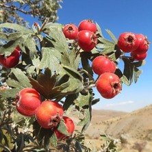 Soğuklara Dayanıklı Tüplü Aşılı Iri Meyveli Kırmızı Alıç FIDANI(60-100 Cm)