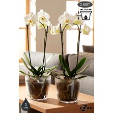 3 Litre Kristal Orkide Saksısı Set Tabaklı Şeffaf Plastik Saksı Seti
