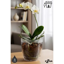 1,6 Litre Kristal Orkide Saksısı Set Tabaklı Şeffaf Plastik Saksı Seti