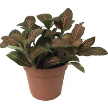Betonish Fittonia - Kırmızı (Fitonya Çiçeği)