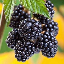 Dikensiz Jumbo Böğürtlen Fidanı