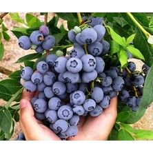 Tunç Botanik YABAN MERSİNİ LİKAPA FİDANI