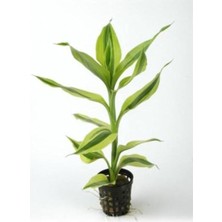 Lidyahan Store Sanderiana White Saksı Canlı Bitki