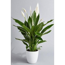 Lidyahan Store Saksılı Spatıfılyum Çiçeği (Barış Yelken Çiçeği)-Iç Mekan,ev&amp;ofis Bitkisi, TYBR4A7MKQQQHJFO11