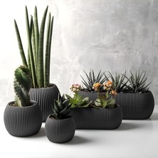 Lidyahan Store 5 Parça Mercan Kaktüs Saksı Seti Plastik Sukulent Saksısı Set (Antrasit)