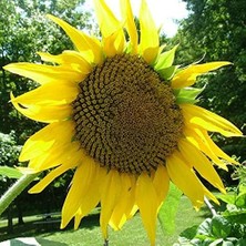 Lidyahan Store Tarım Çerezlik Ayçiçek Tohumu 50 Adet Tohum