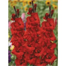 Lidyahan Store Kırmızı Glayöl Soğanı 5 Adet