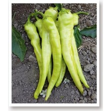 Lidyahan Store Tarım Ata Tohumu Sivri Biber Yalova Çarliston 1000 Adet Tohum