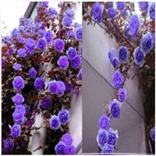 Lidyahan Store Dünyam 10 Adet Mor Sarmaşık Gül Tohumu