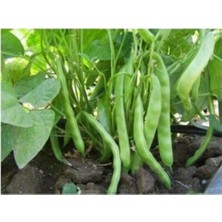 Lidyahan Store Dünyam Boncuk Ayşe Fasulye 20+ Adet Tohum