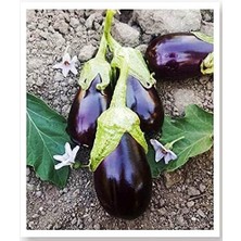 Lidyahan Store Tarım Ata Tohumu Yöresel Doğal Topak Patlıcan Adana 100 Ad Tohum