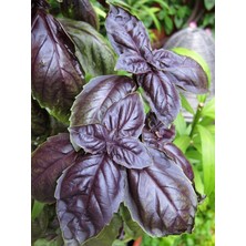 Lidyahan Store Garden Doğal Fesleğen Mor Reyhan 1000 Ad. Tohum